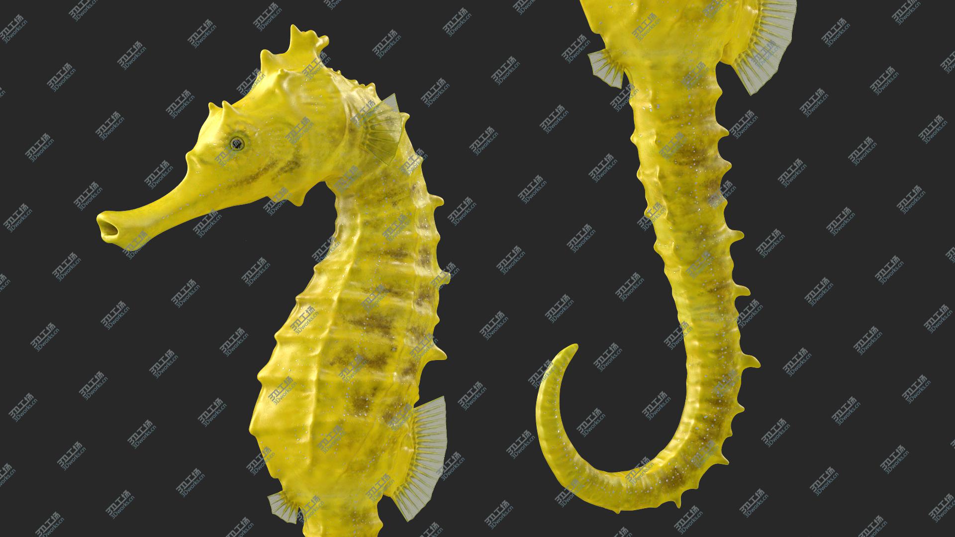 images/goods_img/2021040163/Slender Seahorse Hippocampus Reidi 3D model/5.jpg